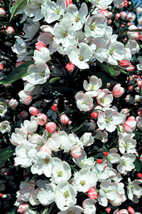 Malus Adirondack blom