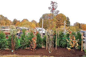 Buskplantering i tilltalande färger samt thujahäck
